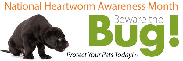 National Heartworm Awareness Month - Beware the Bug!
