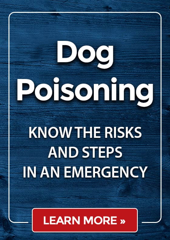 Dog Poisoning - KNOW THE RISKS AND STEPS IN AN EMERGENCY